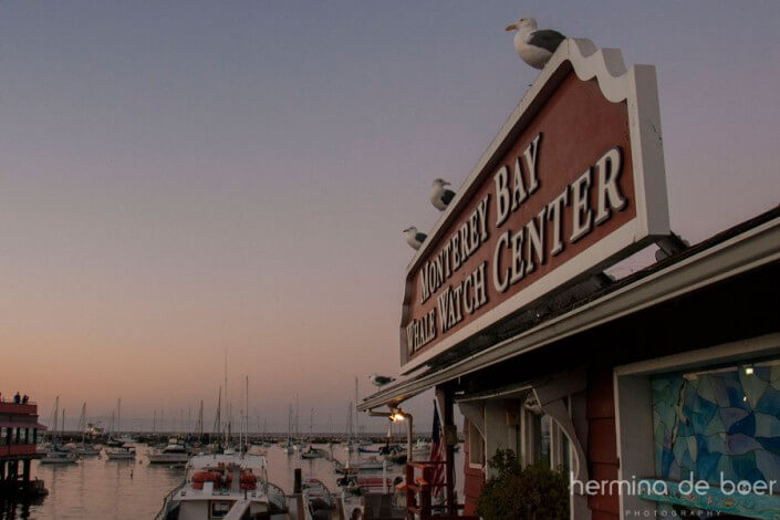 Monterey Bay, America