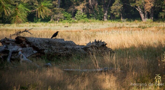 Yosemite, Crow, America